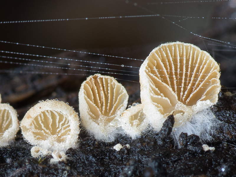 Crepidotus malachioides